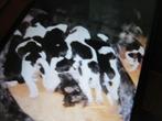 STAAT TER DEKKING MOOIE FRIESE STABIJ REU, Rabiës (hondsdolheid), Reu, Eén hond, 3 tot 5 jaar