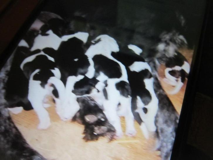 STAAT TER DEKKING MOOIE FRIESE STABIJ REU, Dieren en Toebehoren, Honden | Dekreuen, Reu, Particulier, Eén hond, Nederland, 3 tot 5 jaar