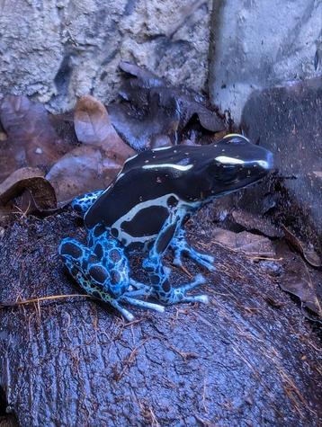 Dendrobates Tinctorius Grijspoot beschikbaar voor biedingen