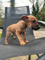 Prachtige Mechelse herder x American Pitbull pup (oranje), Particulier, 8 tot 15 weken, Middel, Reu
