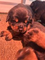 Rottweiler puppy’s, Dieren en Toebehoren, Honden | Bulldogs, Pinschers en Molossers, Rabiës (hondsdolheid), 8 tot 15 weken, Meerdere