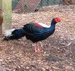 1-1 swinhoe fazant 2025 onverwant, Dieren en Toebehoren, Pluimvee, Meerdere dieren, Overige soorten