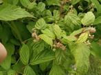 (moes)tuinplantjes tomaat, framboos, speciale komkommer, Tuin en Terras, Ophalen, Volle zon, Eenjarig, Zomer