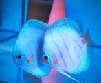 Discus Reflection D Blue 8 cm - Siner - Koidreams € 45,00