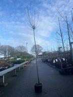 Prunus cerasifera 'Nigra' (Rode Kerspruim), Ophalen, Lente, Volle zon, Overige soorten