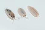 Porcellio laevis "Mix", Overige soorten
