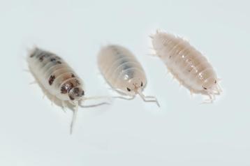 Porcellio laevis "Mix" beschikbaar voor biedingen