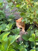Kruising Ragdoll / Maine Coon kittens FIRST COME FIRST SERVE, Kater