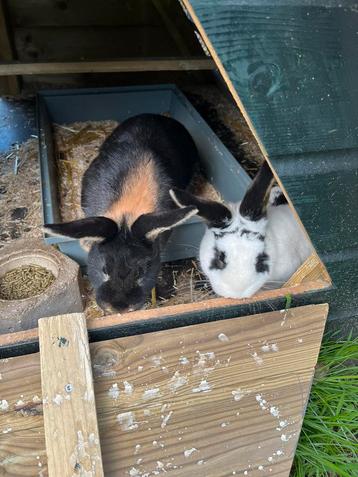 Twee lieve konijnen beschikbaar voor biedingen