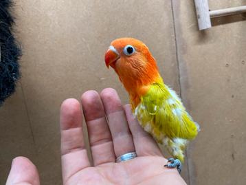 Jonge opaline dilute Agapornis Fischeri pop beschikbaar voor biedingen
