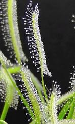 Bladstek Drosera capensis 'Alba', Ophalen of Verzenden, Overige soorten, Minder dan 100 cm