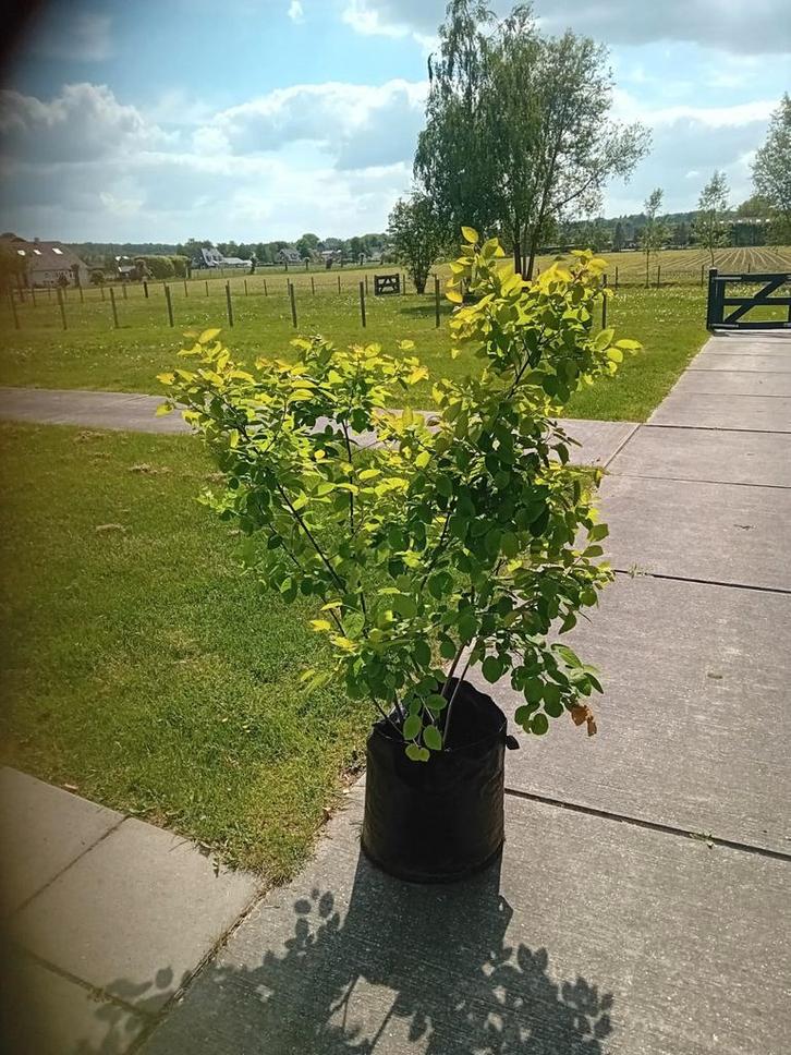 krentenstruik, Tuin en Terras, Planten | Struiken en Hagen, Struik, Overige soorten, 100 tot 250 cm, Ophalen