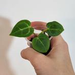 Anthurium crystallinum, Huis en Inrichting, Kamerplanten, Ophalen of Verzenden, Halfschaduw, Minder dan 100 cm