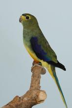 Blauwvleugel Parkietjes Scherpe prijs, Meerdere dieren, Parkiet, Geringd