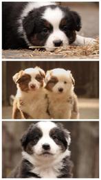 Raszuivere gestest Australian Shepherd Black Tri Dekreu pups, Rabiës (hondsdolheid), Reu, Eén hond, 3 tot 5 jaar