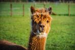 DHW Beppie - bruine drachtige Alpaca merrie, Dieren en Toebehoren, Overige Dieren, Vrouwelijk