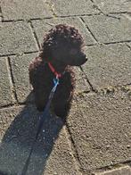 Maltipoo Reutje van 11 weken, 8 tot 15 weken, Eén hond, Nederland, Particulier