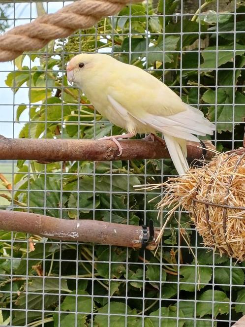 Kakariki pop van 2024, Dieren en Toebehoren, Vogels | Parkieten en Papegaaien, Parkiet, Vrouwelijk, Geringd