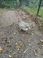 Amrock hennen, Dieren en Toebehoren, Pluimvee, Vrouwelijk, Kip