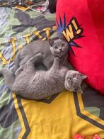 British korthaar kittens ‍‍‍