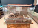 Terrarium 60x40x40cm  en terrarium 30x30x50, Dieren en Toebehoren, Ophalen, Gebruikt, Terrarium of Paludarium