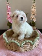 Prachtige Maltipoo F1 teefje, Poedel, Parvo, 8 tot 15 weken, Teef