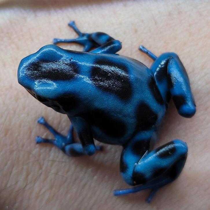 Dendrobates auratus 'Blauw' en vele Bromelia's, Dieren en Toebehoren, Reptielen en Amfibieën, Amfibie, 0 tot 2 jaar