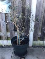 1 Vijgenboom en 1 olijfboom te koop  inclusief pot, Olijfboom, Minder dan 100 cm, Zomer, Ophalen