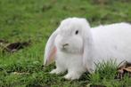 Gecastreerde Franse Hangoor rammen - BramsRabbits, Dieren en Toebehoren, Konijnen, Meerdere dieren, Groot, Hangoor