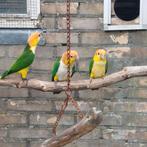 Roestkop caique, Dieren en Toebehoren, Vogels | Parkieten en Papegaaien, Meerdere dieren, Papegaai, Geringd
