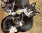 Kittens - zwart wit, Dieren en Toebehoren, Katten en Kittens | Raskatten | Korthaar, Kater, Ontwormd, 0 tot 2 jaar