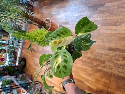 Maranta Variegata, Huis en Inrichting, Kamerplanten, Overige soorten, Minder dan 100 cm, Groene kamerplant, Halfschaduw, In pot