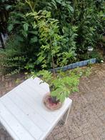 Plant (warschijnlijk lep), Tuin en Terras, Planten | Bomen, Ophalen, Overige soorten