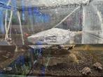 Sternotherus odoratus Muskusschildpad, Schildpad, 0 tot 2 jaar