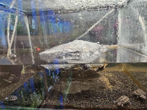 Sternotherus odoratus Muskusschildpad, Dieren en Toebehoren, Reptielen en Amfibieën, Schildpad, 0 tot 2 jaar