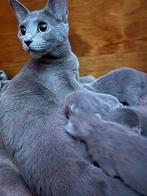 BLAUW RUS KITTENS MET STAMBOOM, Dieren en Toebehoren, Meerdere dieren