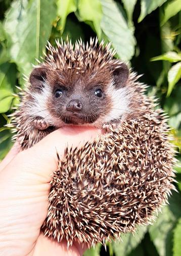 Witbuikegel/Algerijnse Egel/Algerian Hedgehog/Egel beschikbaar voor biedingen