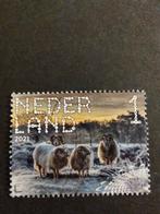 3899 heide schapen 2021 beleef de natuur dwingelderveld, Ophalen of Verzenden