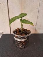 Alocasia porta dora, Huis en Inrichting, Kamerplanten, Ophalen of Verzenden, Halfschaduw, Minder dan 100 cm