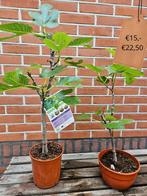 Vijgbomen diverse maten vanaf €22,50, Tuin en Terras, Planten | Bomen, Ophalen of Verzenden, Zomer, Volle zon