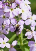 Damastbloem, Zomer, Vaste plant, Ophalen of Verzenden, Volle zon