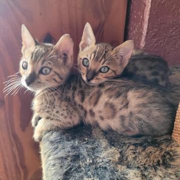 2 bengaal kittens .2 katertjes mogen verhuizen 8 weken oud. beschikbaar voor biedingen