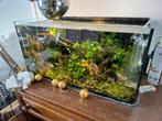Aquarium planten, Dieren en Toebehoren, Vissen | Aquaria en Toebehoren, Ophalen, Nieuw, Plant(en), Steen of Hout