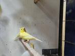 Harzer kanarie | Roller kanarie | Super goede zangvogel, Dieren en Toebehoren, Vogels | Kanaries, Meerdere dieren, Zangkanarie
