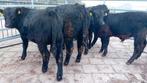 5 beste Black angus stieren  ,nieuwe advertentie 26 nov, Dieren en Toebehoren, Mannelijk, 0 tot 2 jaar