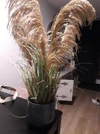 Mooie siergras pluimen in pot, 100 tot 150 cm, Overige soorten, In pot, Groene kamerplant