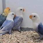 Agapornis fischeri opaline (tam), Dieren en Toebehoren, Meerdere dieren, Dwergpapegaai of Agapornis, Geringd