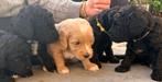 Half Australian labradoodle pups medium Fleece en Curly l, Rabiës (hondsdolheid), Overige rassen, 8 tot 15 weken, Meerdere dieren