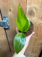 Strelitzia nicolai variegata plant green gog, Huis en Inrichting, Kamerplanten, Ophalen of Verzenden, Halfschaduw, Minder dan 100 cm