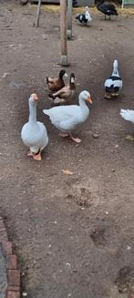 Ganzen en kalkoenen te koop, Dieren en Toebehoren, Pluimvee, Meerdere dieren, Gans of Zwaan